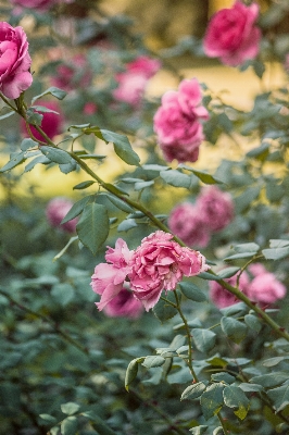 Blossom plant flower petal Photo