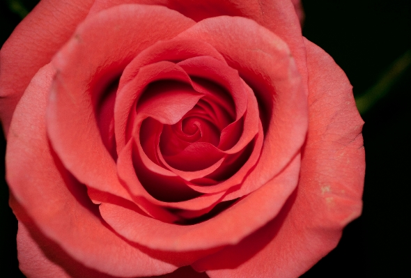 Blossom plant flower petal Photo