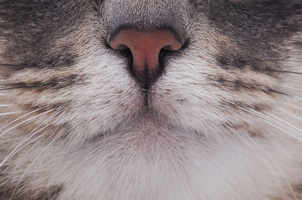 Foto Pelagem gato mamífero bocejar