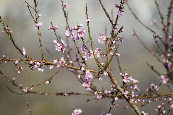 Branch blossom plant leaf Photo