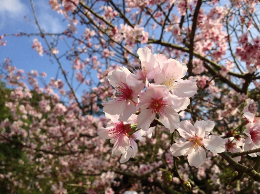 Tree branch blossom plant Photo