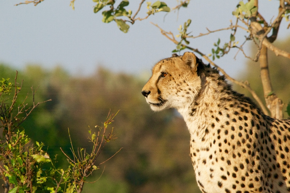 Adventure animal wildlife cat