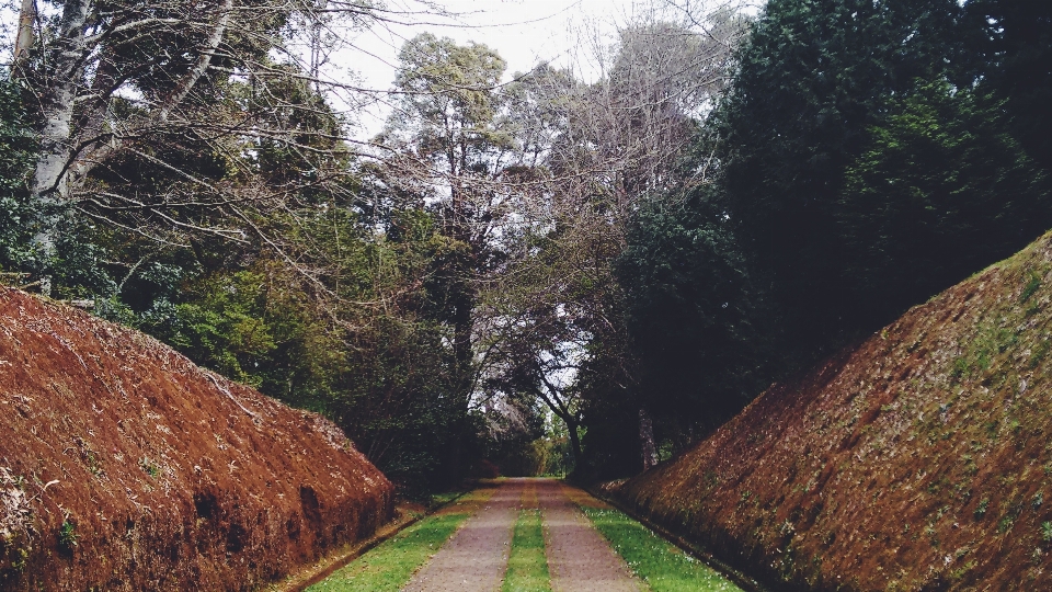 Pohon alam jalan jejak