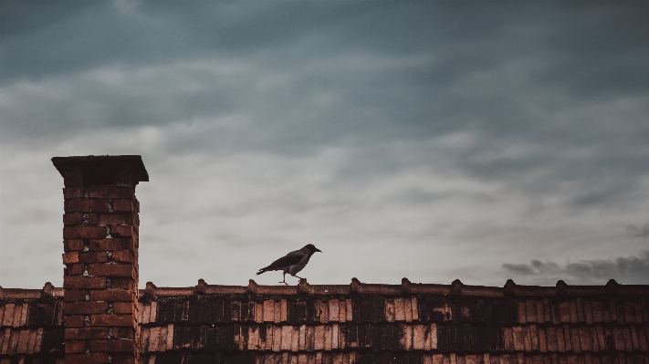 鳥 クラウド 空 日没 写真