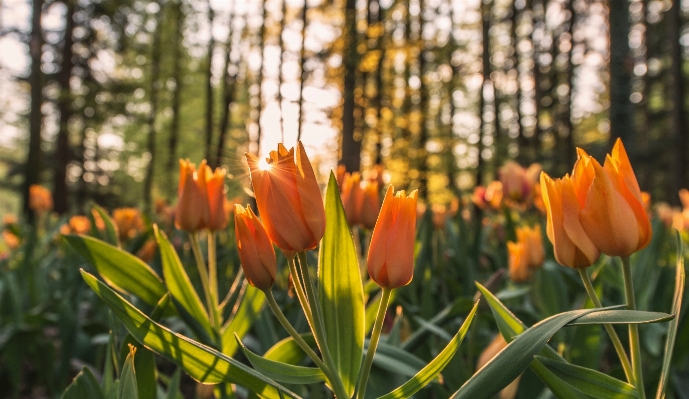 自然 森 草 植物 写真