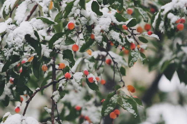 Photo Arbre bifurquer fleurir neige