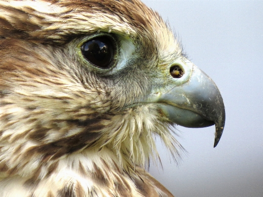 鳥 羽 野生動物 嘴 写真