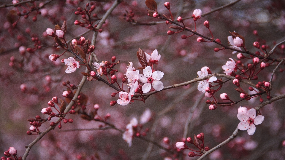 木 ブランチ 花 植物