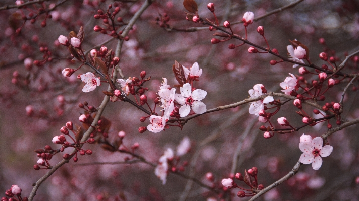 Tree branch blossom plant Photo