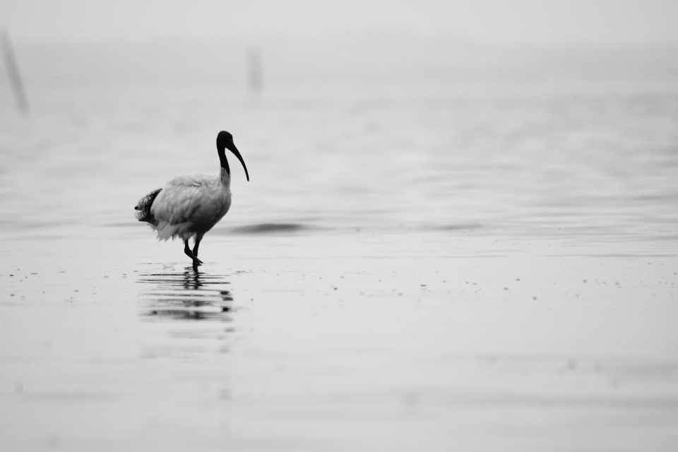 ビーチ 水 海洋 鳥