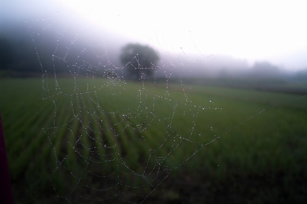 Nature grass dew field Photo