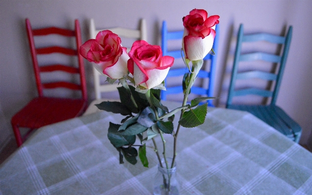 植物 花 花弁 薔薇 写真