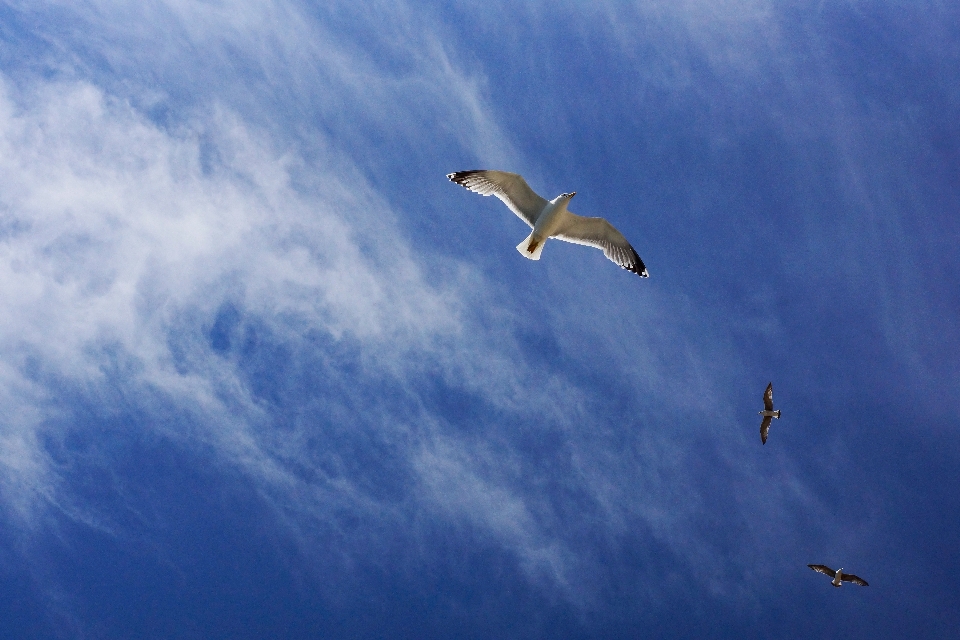 Mer oiseau aile nuage