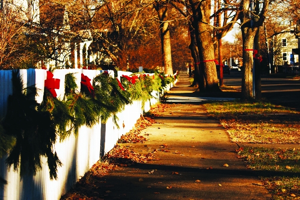 Tree light fence plant Photo