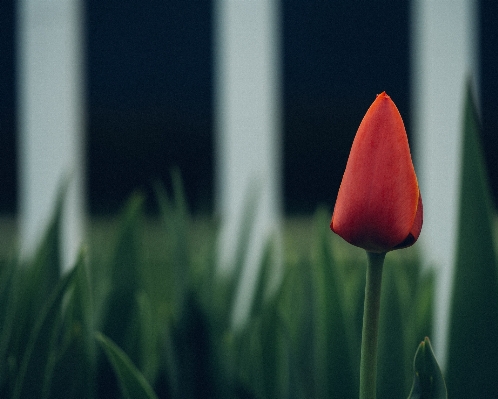 Nature grass plant photography Photo