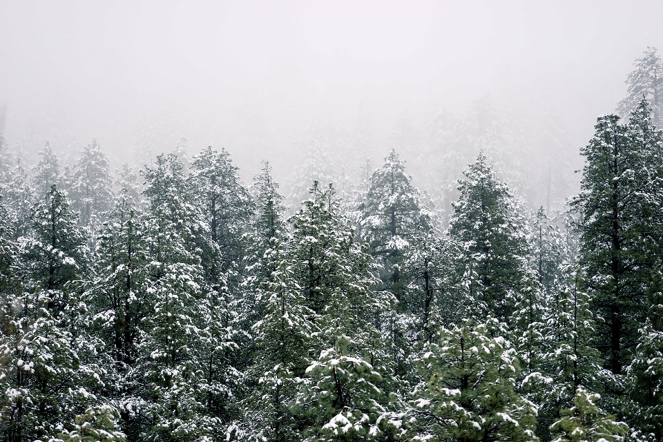 Paisaje árbol naturaleza bosque