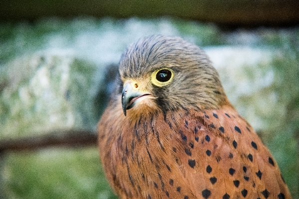 Photo Nature oiseau animal faune