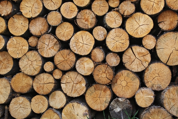 Tree plant wood texture Photo