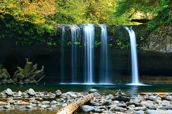 Tree water nature forest Photo