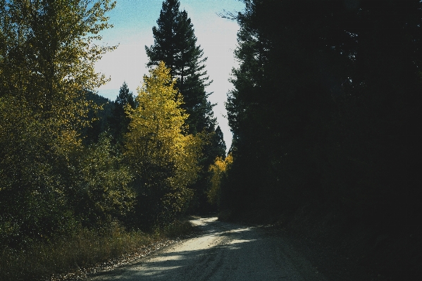 Tree nature forest path Photo