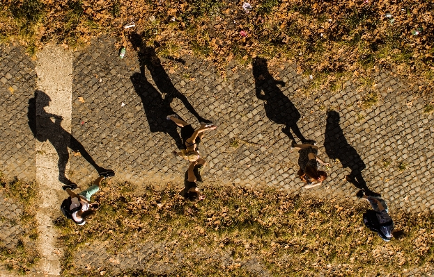 Foto Albero sentiero all'aperto silhouette