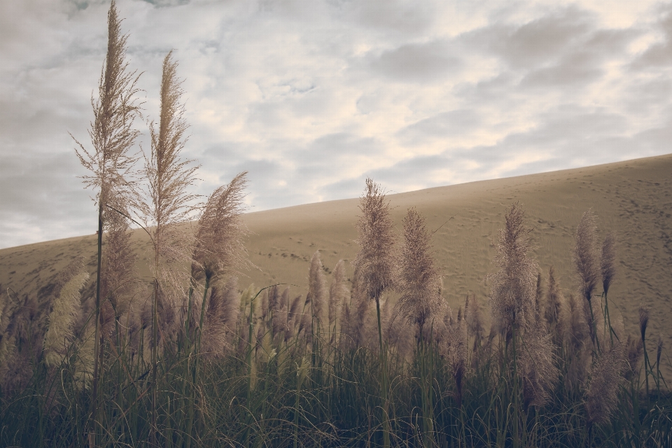 Landscape tree nature grass