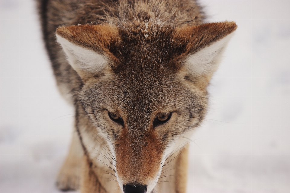 Snow winter animal wildlife