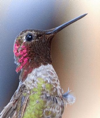 Nature branch bird wing Photo