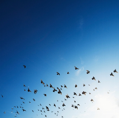 鳥 羽 空 群れ
 写真