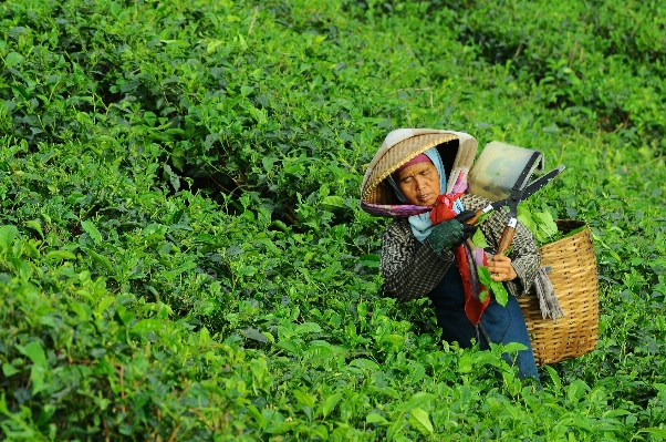 Forest grass woman field Photo