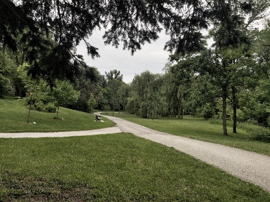 Tree grass structure lawn Photo