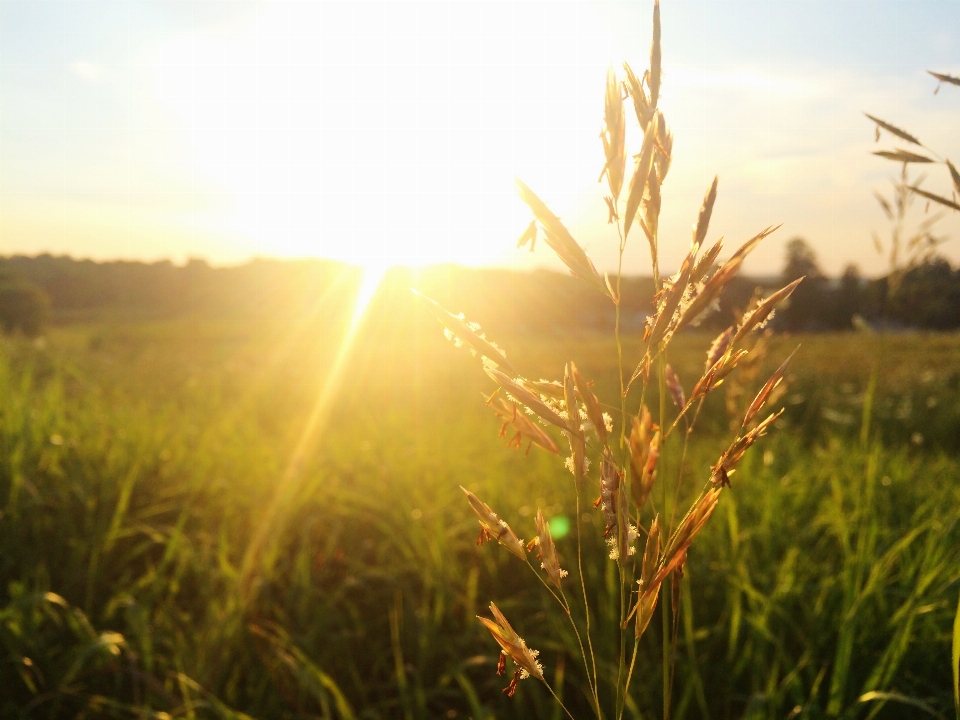 Alam rumput cakrawala tanaman