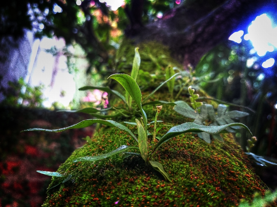 Tree nature forest grass