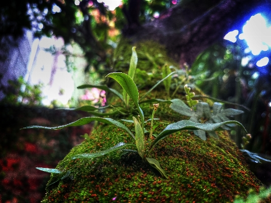 Tree nature forest grass Photo