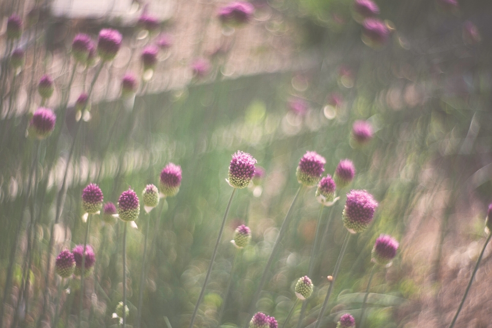 Natura erba fiore pianta