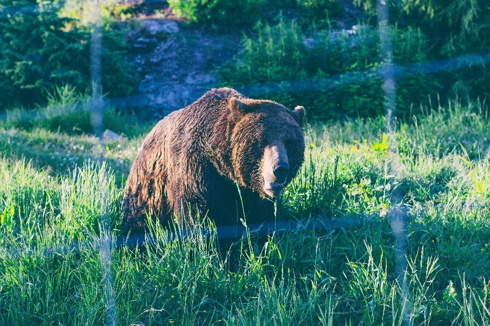 çimen çayır
 ayı yaban hayatı