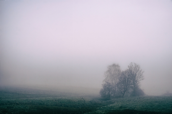 Tree nature horizon cloud Photo