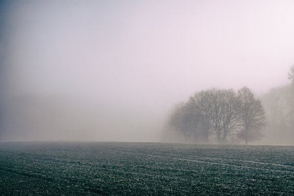 Tree nature horizon cloud Photo