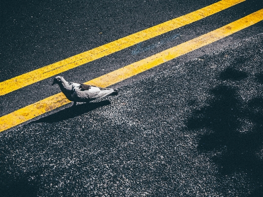 Photo Oiseau aile lumière route