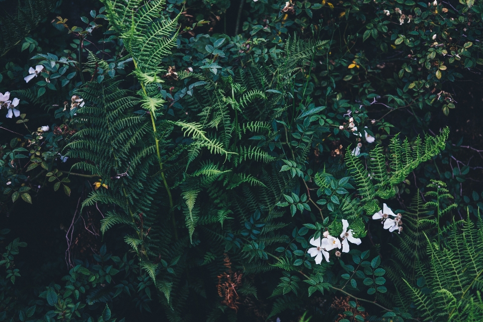 Forest branch plant leaf