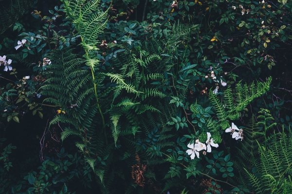 Forest branch plant leaf Photo