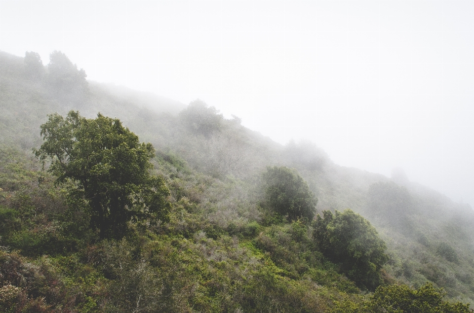 árvore natureza floresta montanha