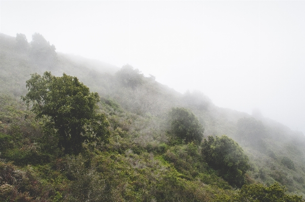 Tree nature forest mountain Photo