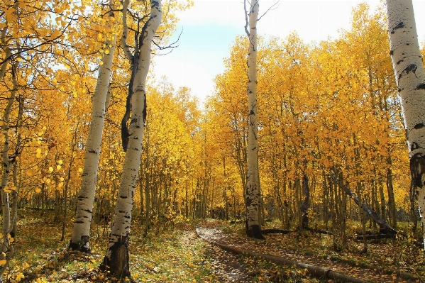 Tree forest plant wood Photo