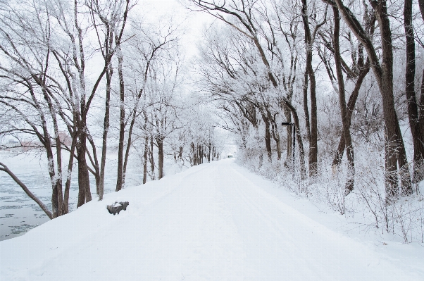 Landschaft baum draussen schnee Foto