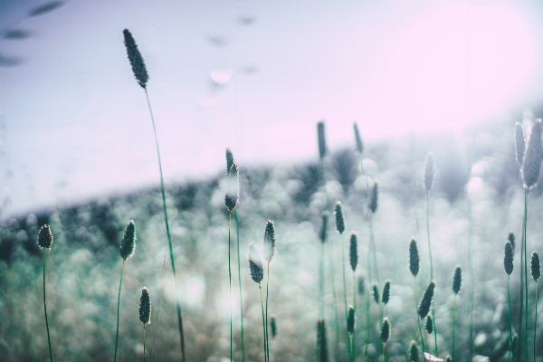 草 クラウド 空 靄 写真