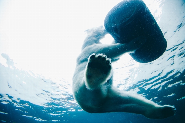 Water bear underwater blue Photo