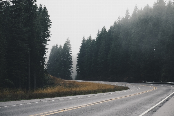 Tree forest outdoor mountain Photo